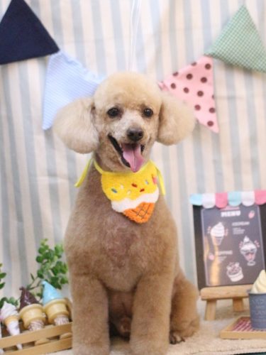 20250510チロくん